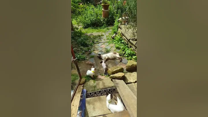 Video 974761: sphynx kitten, siamese, balinese kittens, kitten garden