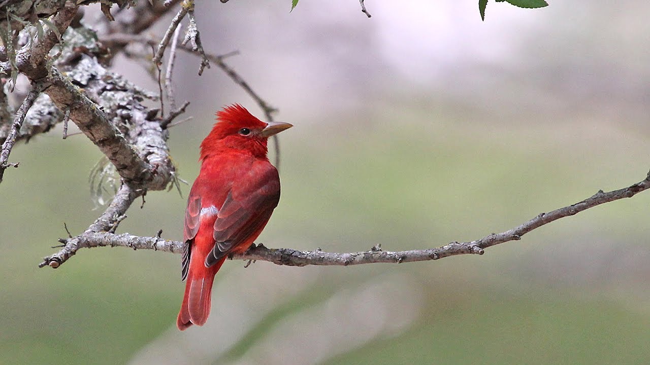 Birds - Summer Tanager 