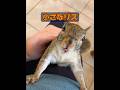 動物には本当に感情があるのだろうか？ #animals #動物プロダクション #動物 #癒し #自然