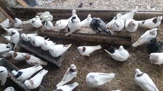 Новые голуби. Голуби Рустама во Франции. Nouveaux pigeons. Les pigeons de Rustam en France