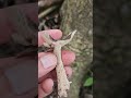 mushroom hunting wild edible uong mannagadu kabute