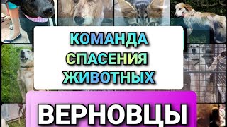 ❤СПАСЕНИЕ ЖИВОТНЫХ - невероятные успехи за 2022 год! Верновцы - ПОМОЩЬ ЖИВОТНЫМ.