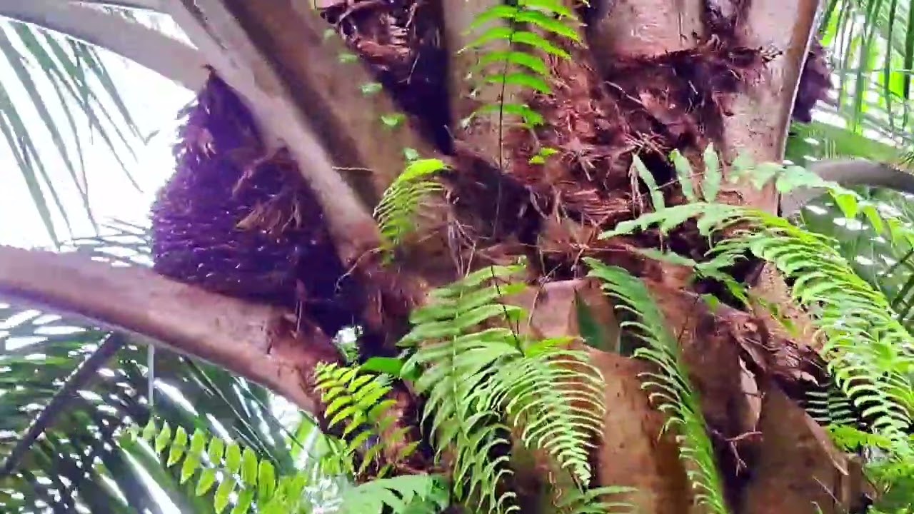 Contoh Sawit Abal-abal/Cabutan pakai pupuk Asli