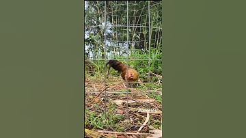 Long-Tail Hen - Bantam Phoenix Qaib Dib Tw Ntev #chickens #chicken #gamefowl #ayam #gallos #poultry