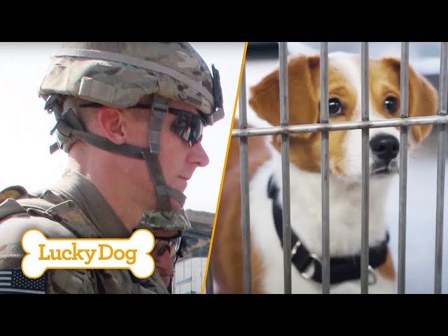 Found Abused Dogs Find Their Loving Home! | Lucky Dog - YouTube