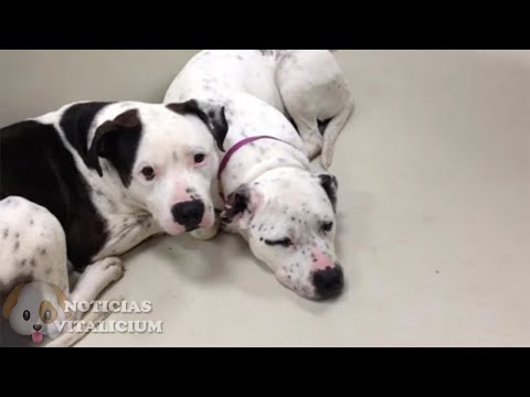 Video: Un Regreso A La 'nueva Normalidad' Para La Pareja Después De Que El Perro Reciba Ayuda De Algunos Amigos