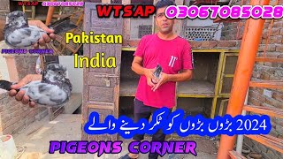 Takkar Deny waly kabotar Geeth 2024 || بڑوں بڑوں کا مقابلہ چھوٹے بھی۔۔۔۔۔۔