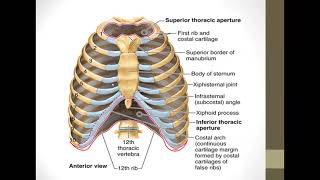 محاضرة بعنوان  (thorax1) لمقرر التشريح الإشعاعي