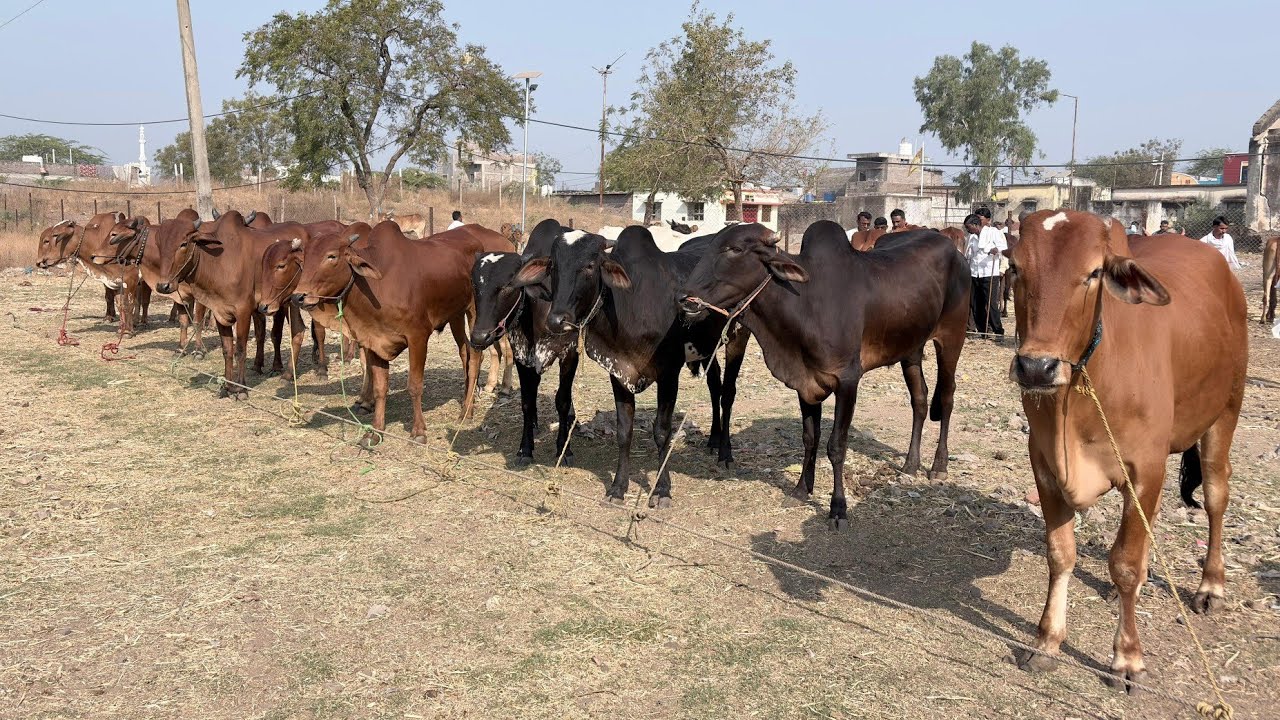 जवळा बैल बाजार | दि:8/2/2026 | Akash Suryawanshi Vlogs