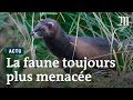 Le déclin de la faune française en chiffres