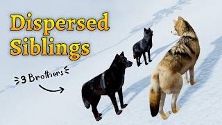 3 Dispersed Brothers… Can They Survive? 🐺 | WolfQuest Anniversary Edition