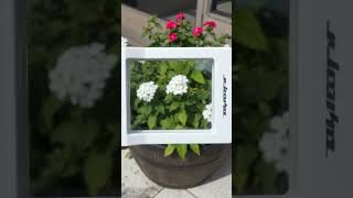 InstantSnapShort