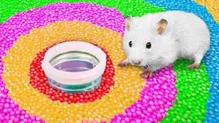 🐹 Hamster Escapes the Rainbow Ball Pool Maze [OBSTACLE COURSE]