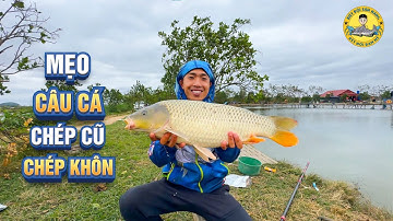 Mẹo Câu Cá Chép Cũ - Cá Chép Khôn?