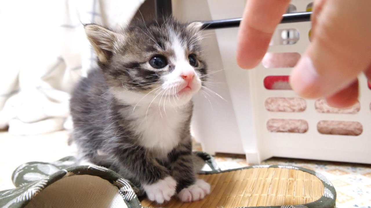 初めての離乳食に挑戦した子猫が、ご機嫌な表情でママにおかわりありませんか？と尋ねてくる。【赤ちゃん猫　保護猫】