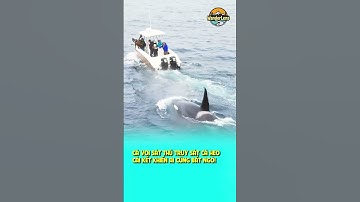 CÁ VOI SÁT THỦ TRUY SÁT CÁ HEO – CÁI KẾT KHIẾN AI CŨNG BẤT NGỜ! #shorts #wanderlens #oklt