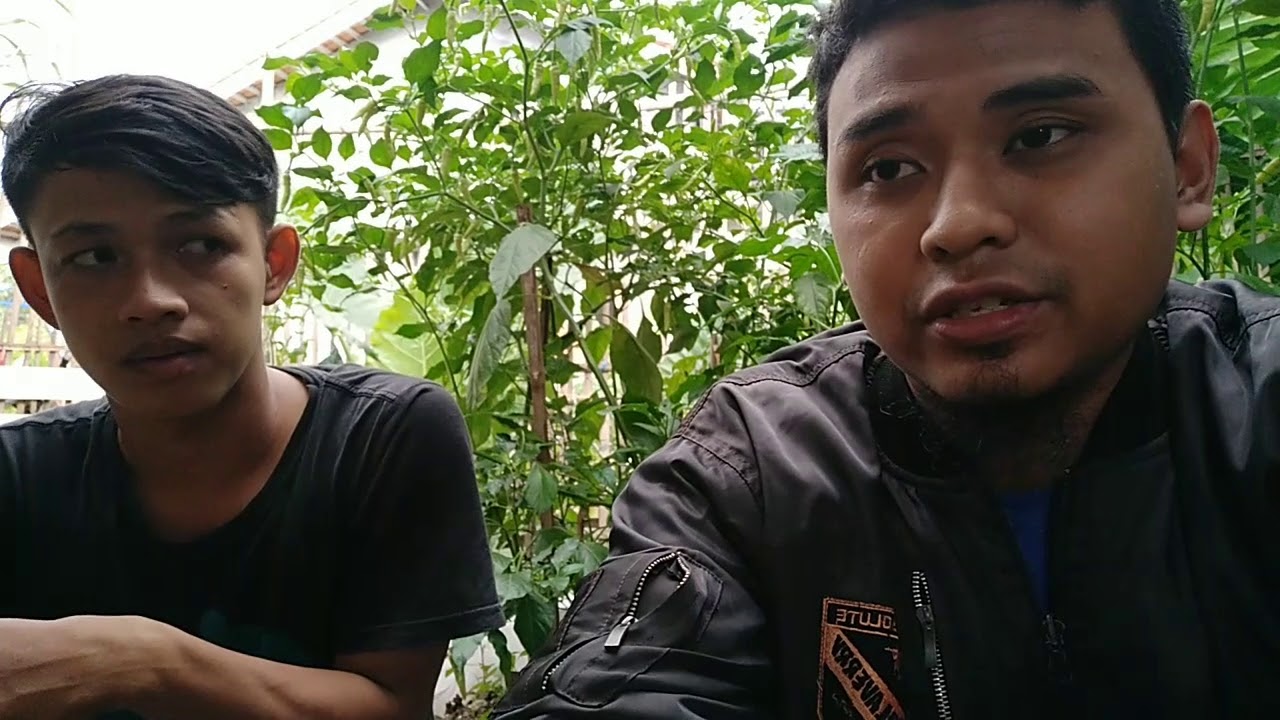 MVLOG PEMULA TERNAK GUPPY BLACK MOSCOW! 