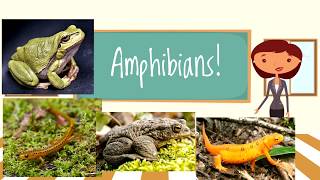 Amphibians for Children | Beginners Classroom Video