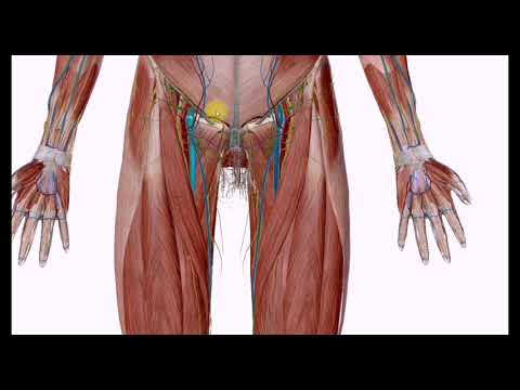 Vídeo: Anatomía, Función Y Diagrama De La Arteria Femoral Profunda - Mapas Corporales