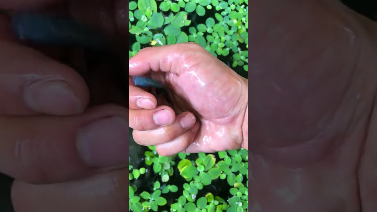 Chinese betta fish heart snake blood aquarium,Snake Chinese Betta