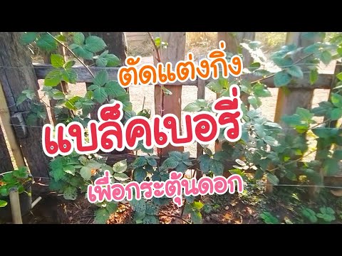 วีดีโอ: Trellis สำหรับปลูกแบล็กเบอร์รี่: จำเป็นหรือไม่