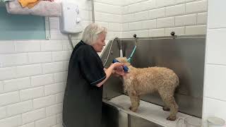 Grooming an elderly lagotto, wet clip.