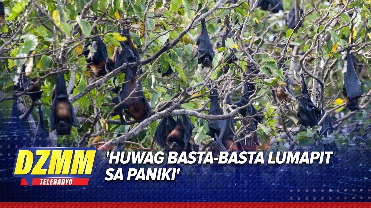 DOH : Why Nipah virus outbreak is unlikely in Metro Manila | DZMM Teleradyo