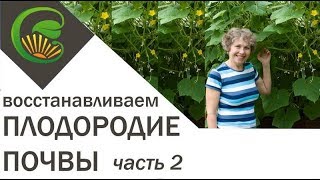 Как я восстановила плодородие почвы. Часть 2