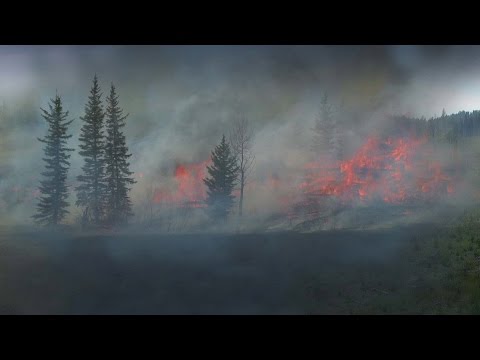 Video: Kodėl gaisrai tokie užburiantys?