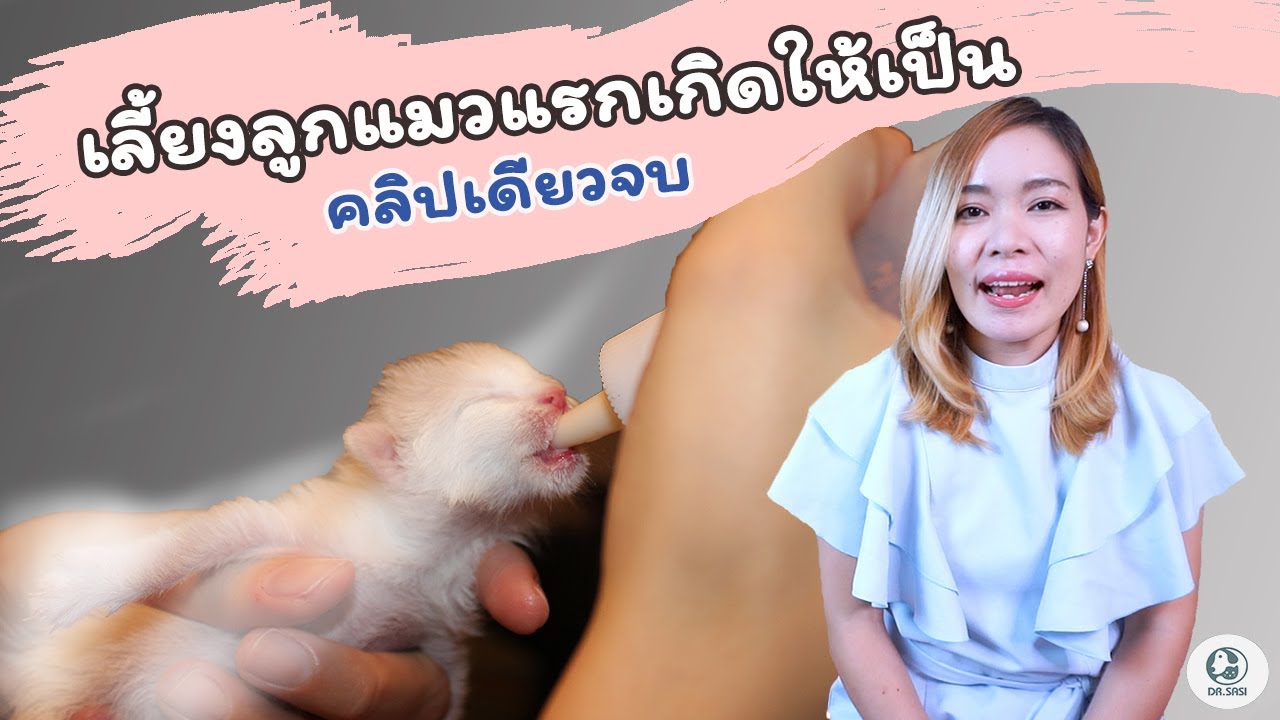 เลี้ยงลูกแมวแรกเกิดเป็นแน่นอน คลิปเดียวจบ | สรุปข้อมูลที่เกี่ยวข้องการ ให้ อาหาร ลูก แมวที่สมบูรณ์ที่สุด