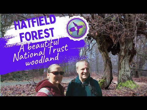 A visit to Hatfield Forest, a National Trust woodland in Essex