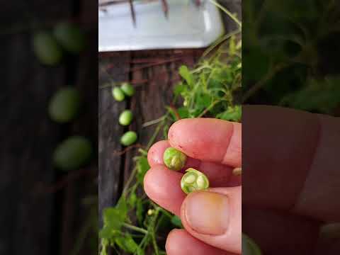 Video: Kas ir vīteņlapu vīteņaugs - ložņu aveņu stādu audzēšana dārzā