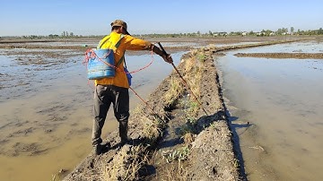 xiệt ếch hang  mùa nước giật quá nhiều ếch đồng 