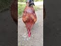 Rooster Calling Sounds 