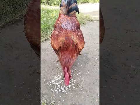 صدای بانگ خروس 