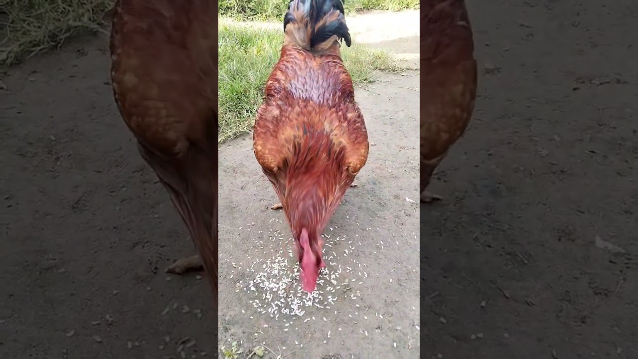 Rooster calling sounds
