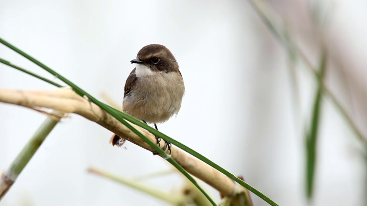 Grey Bushchat