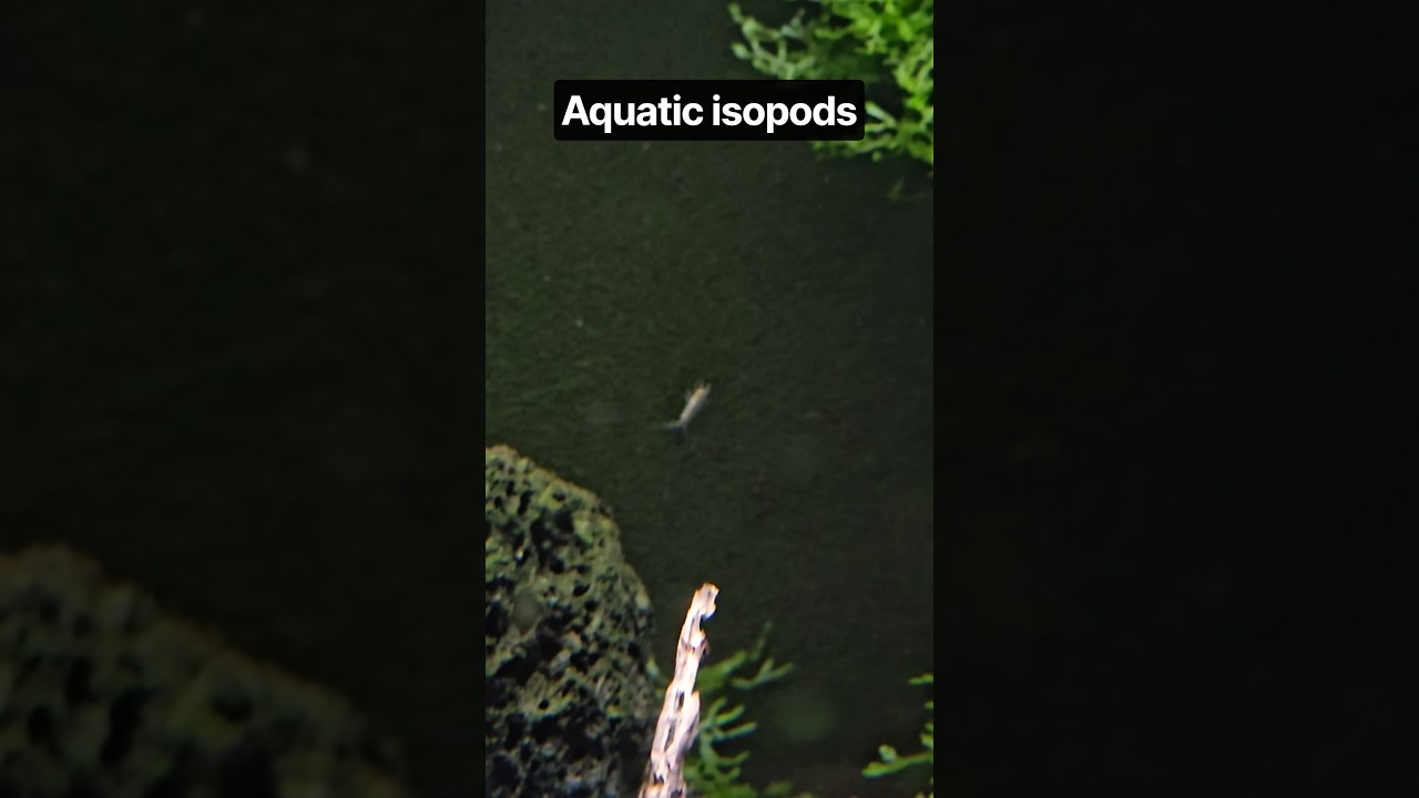 haven't seen my aquatic isopods I quite awhile!! great surprise!#isopods #aquaticisopods #aquarium