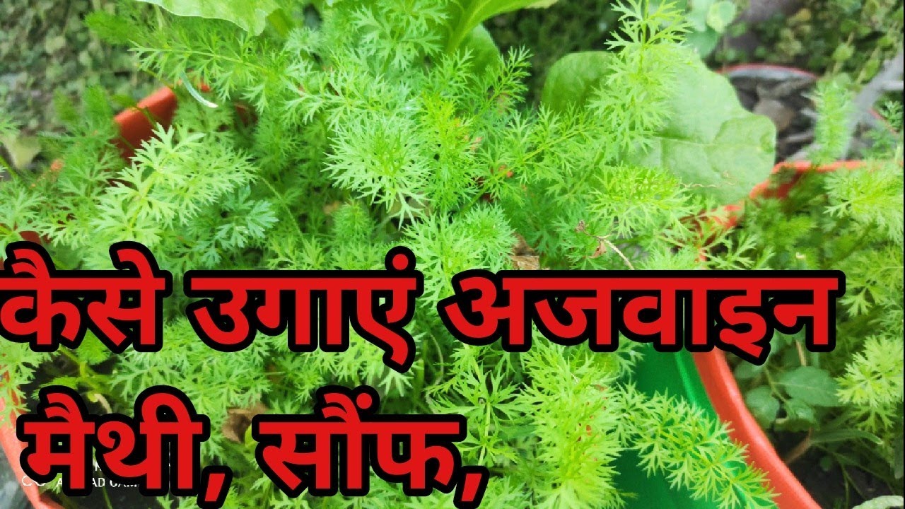How We Grow Ajwain , Fennel and Fenugreek ।।अजवाइन मैथी और सौंफ कैसे