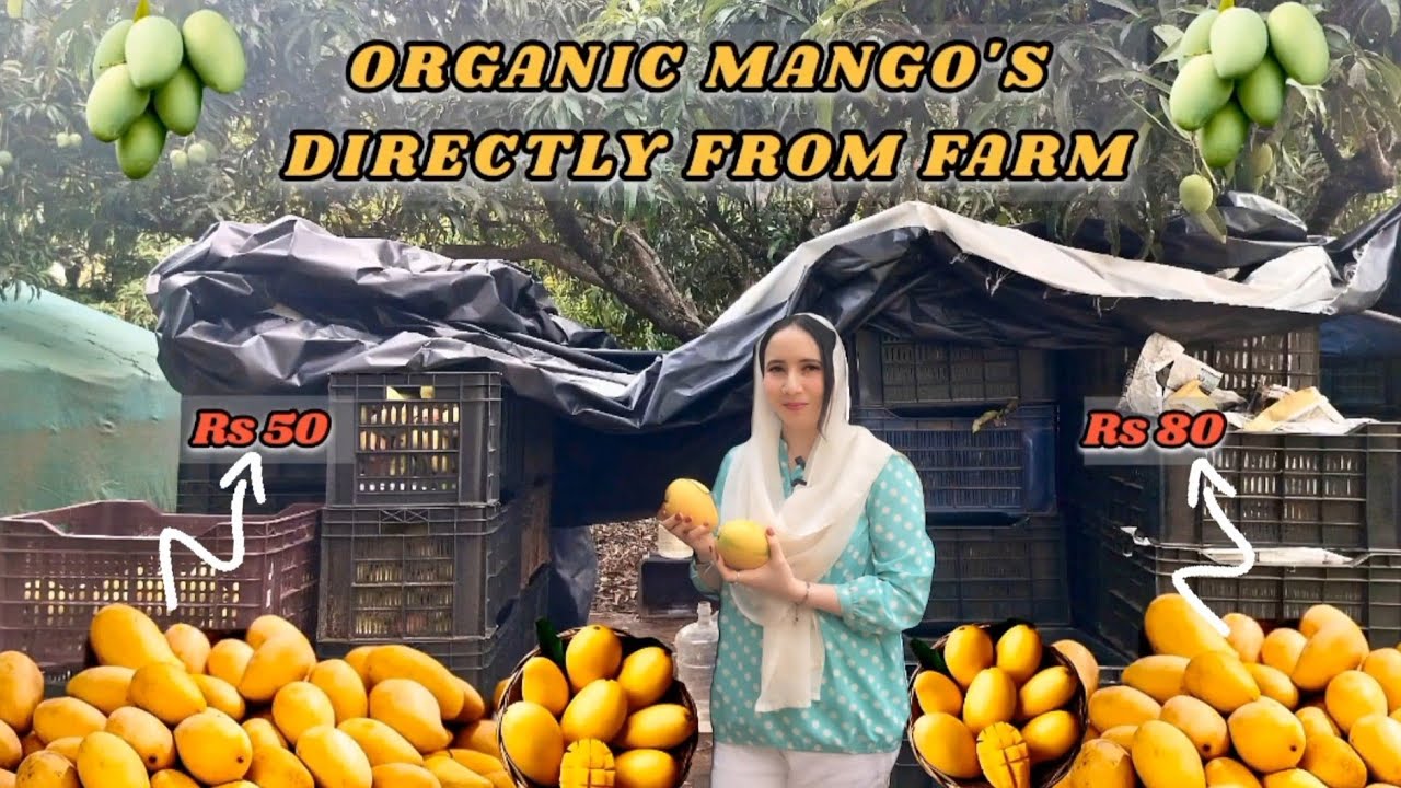 15 varieties of organic Mangoes Directly From Mango Tree in GKVK Yelahanka
