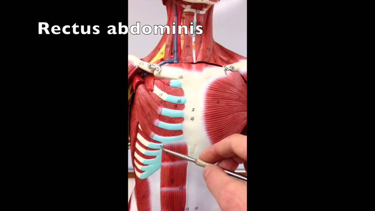 Muscles of the abdominal wall. - YouTube