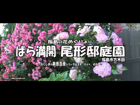 福島の花めぐりより Ｖｅｒ. 4Ｋ～ ばら満開  福島市方木田 尾形邸庭園 ～