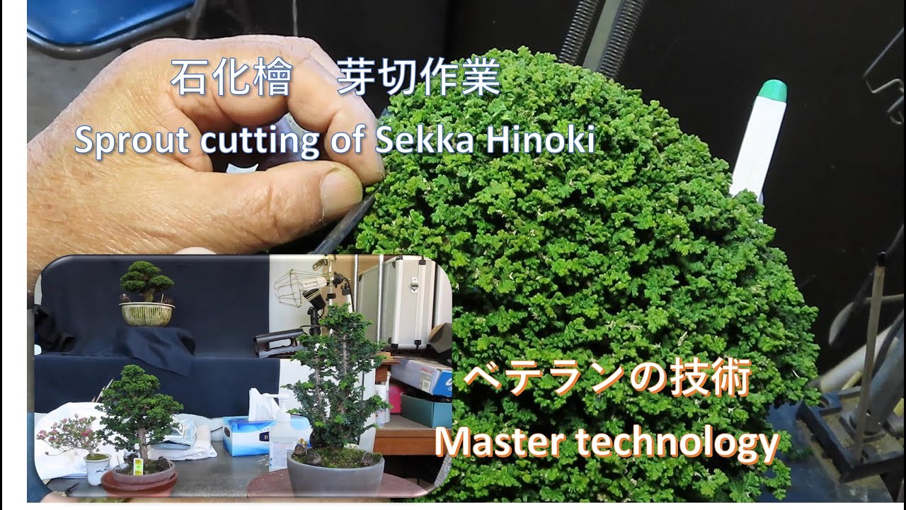 今日も盆栽日和　石化檜＃10　芽切剪定若木から完成前品まで