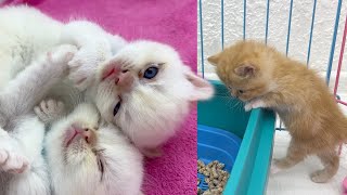 'Kittens, wake up, sister's missing!' by Funny Kittens Video 2,577 views 3 months ago 2 minutes, 40 seconds
