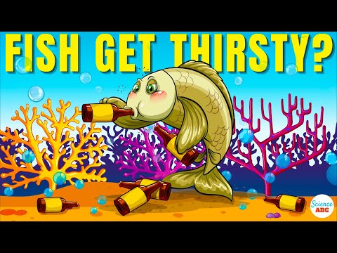 Do Fish Get Thirsty and Do They Need to Drink Water? - YouTube