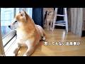 柴犬たちをお留守番させたら、最後にまさかの出来事が…