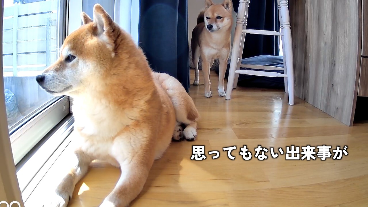 柴犬たちをお留守番させたら、最後にまさかの出来事が…