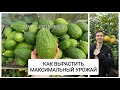 КАК ПОЛУЧИТЬ МАКСИМАЛЬНЫЙ УРОЖАЙ С ОДНОГО ДЕРЕВА🍋