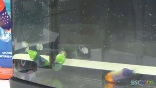 HEXBUG Wahoo Demo in Fish Tank