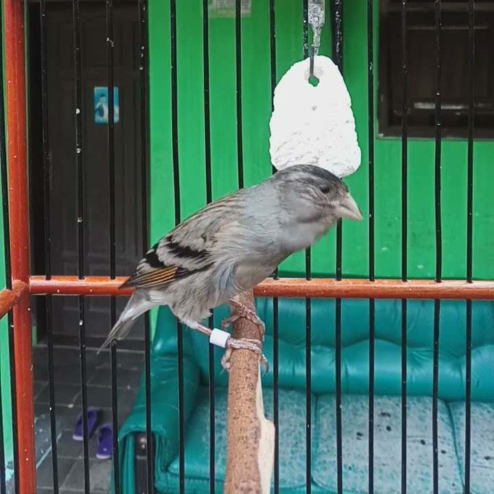 masteran gacor mule siskin (kenari x red siskin)